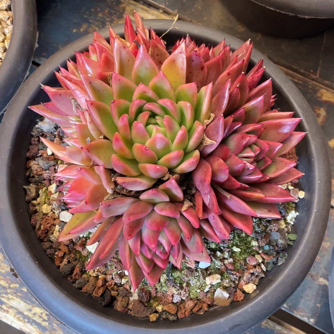 用***1多肉植物一物一拍