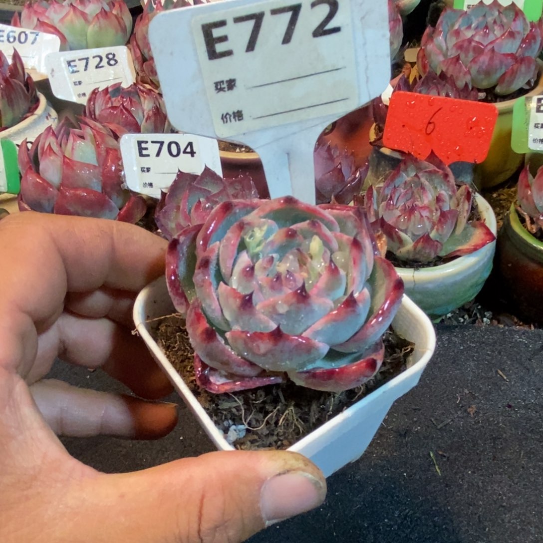 惊鸿一瞥772号多肉植物