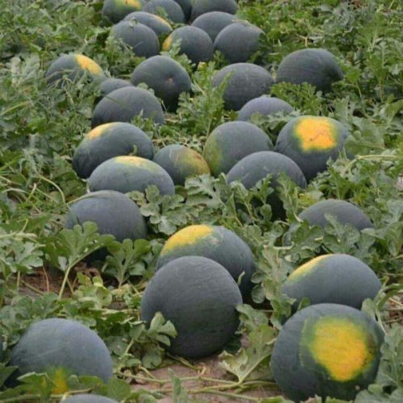 【全店满5元包邮】超甜无籽西瓜种子黑皮高产薄皮红心特大西瓜种