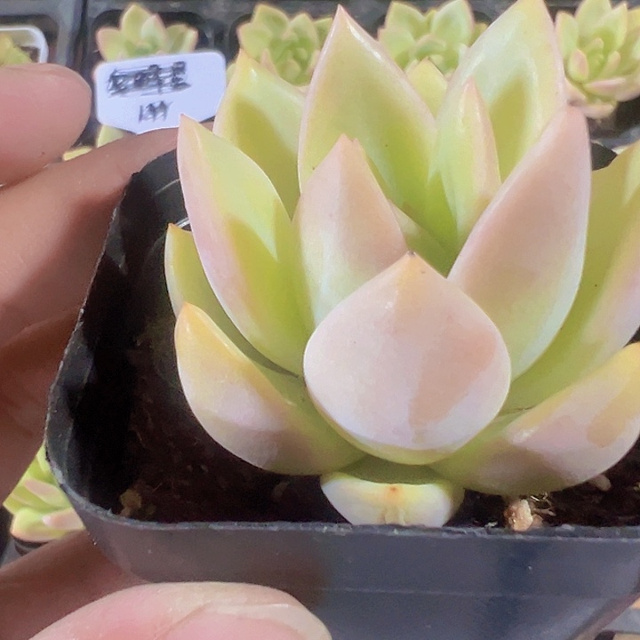 香槟精品多肉植物