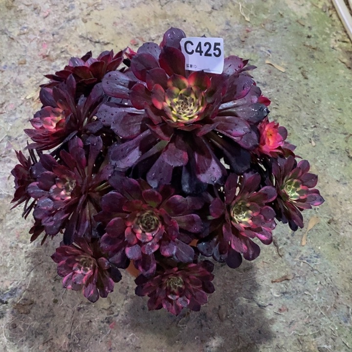 烟花多肉植物425