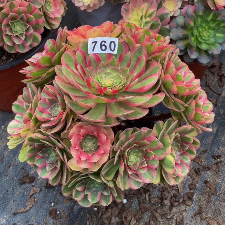 760老庄多肉法师雨荷