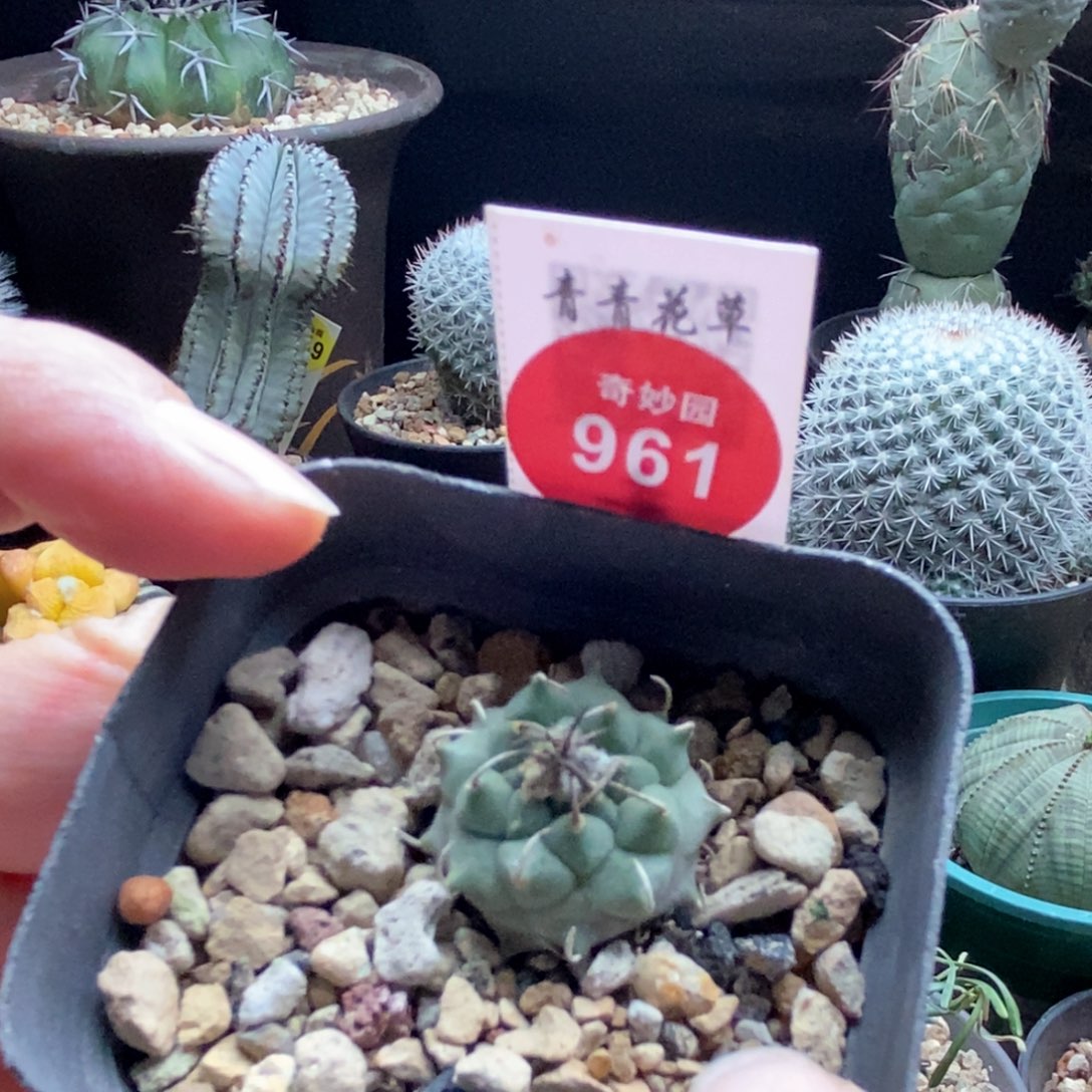 实生南格瑞特娇丽2.1cm