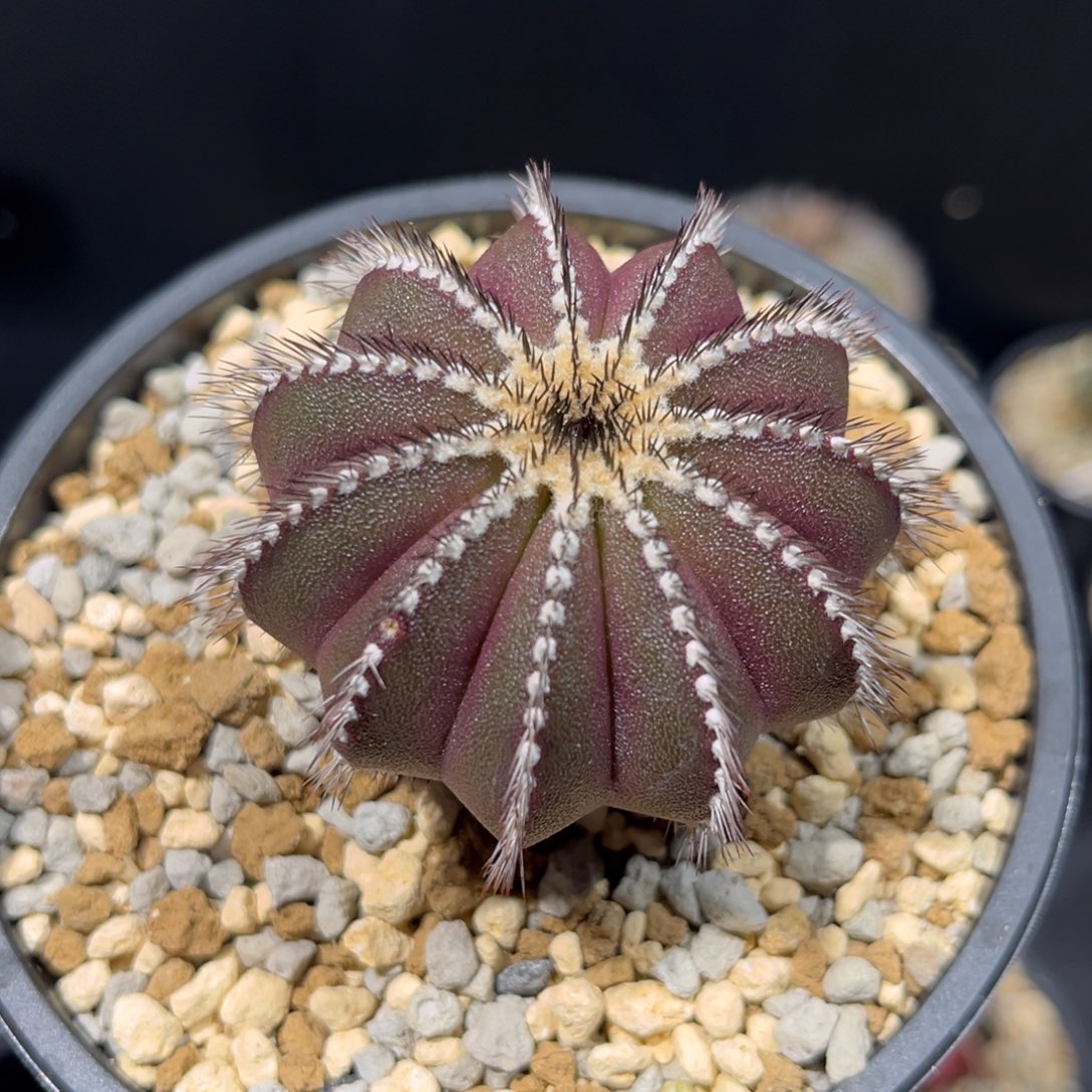 尤博球带盆发货啦