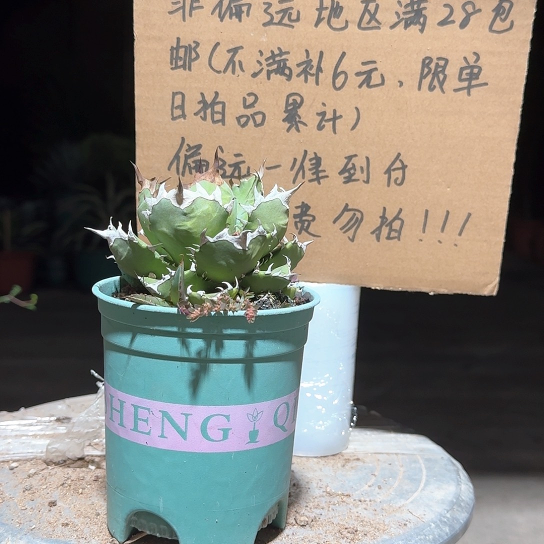 姬仁王冠龙舌兰一一