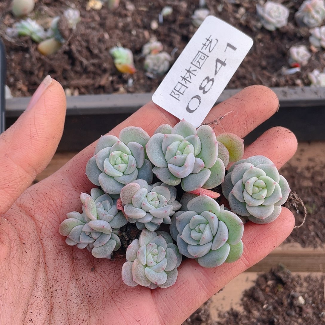 多肉植物多肉植物841