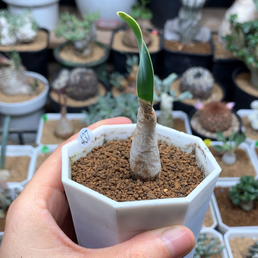 437号产地巨凤之卵带盆