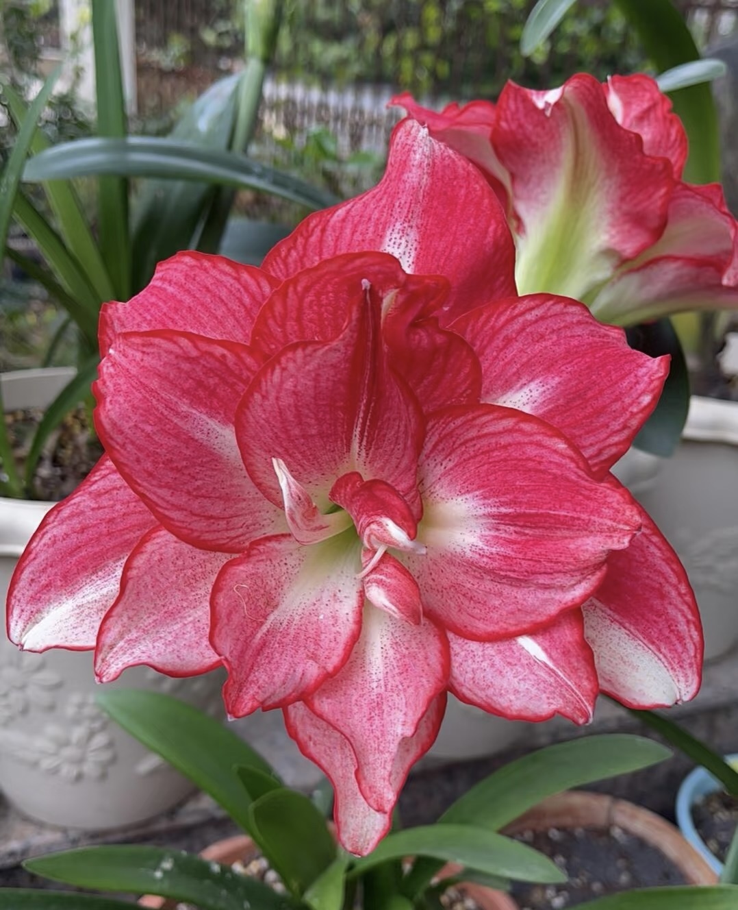 丰哥《自然球安瑞雅直径4+》1颗重瓣朱顶红种球