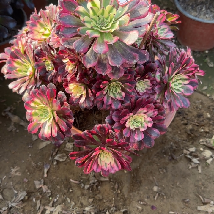 2-32红铜处理不包售后