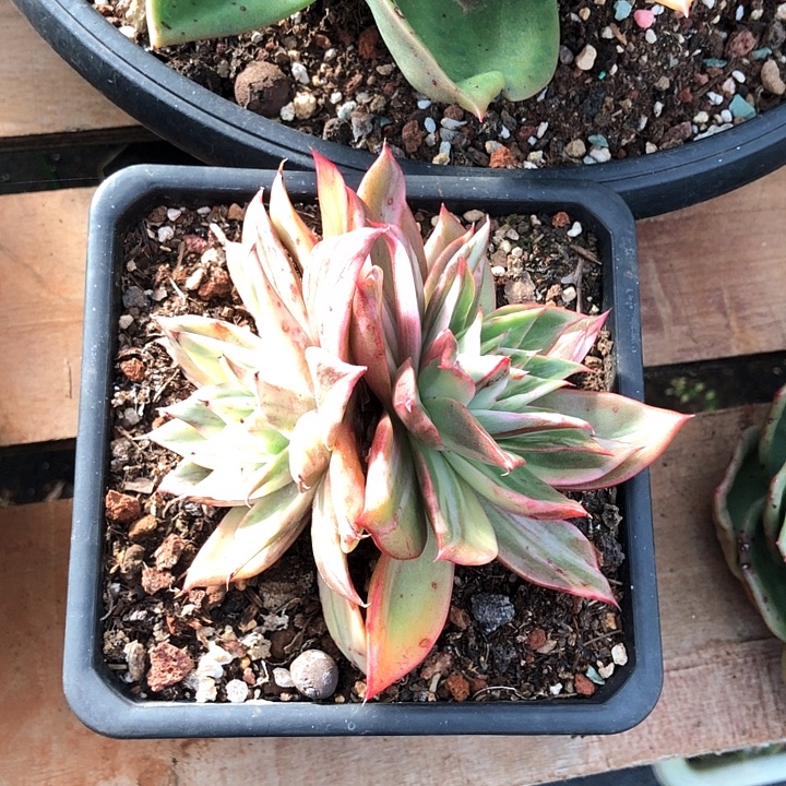 藏宝图多肉植物一