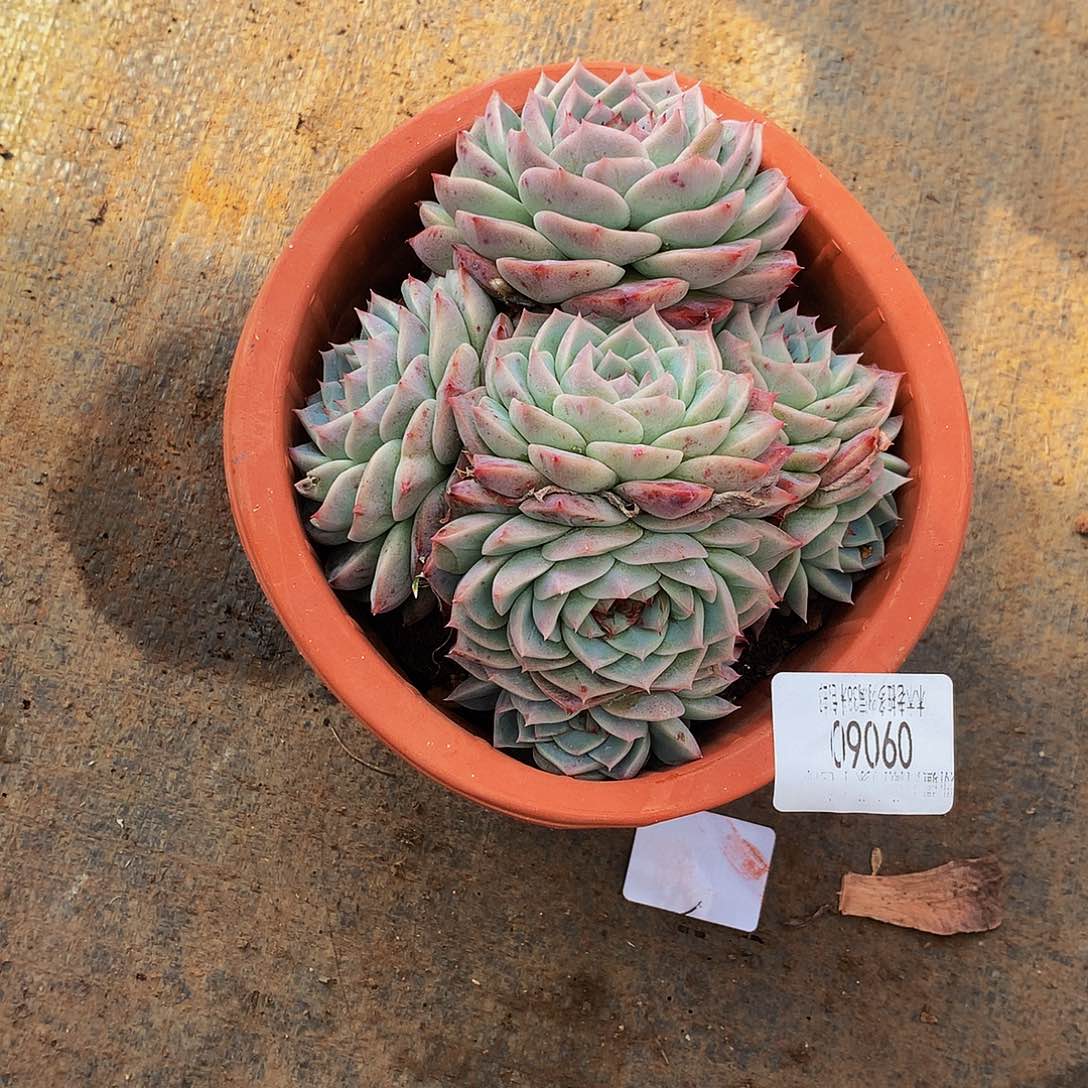 ****乐    天鹅绒多肉09060