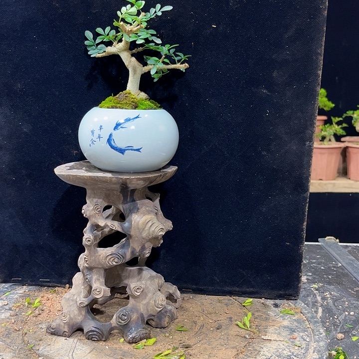 无花朵对节白蜡四季常青