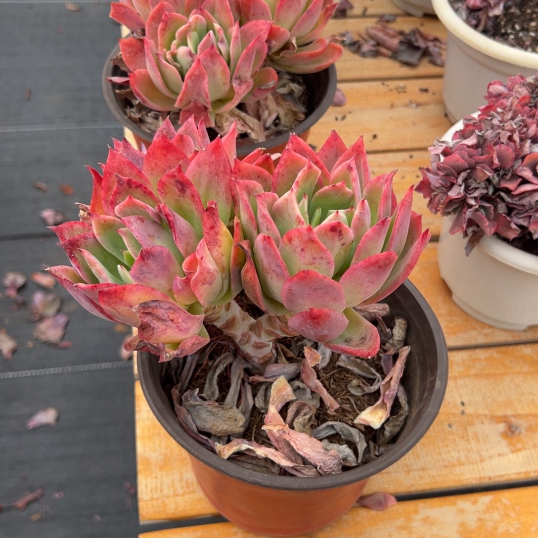 多肉多头乔伊【非偏远满18包邮】