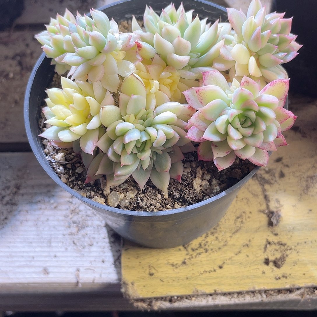 2551  女雏锦 六月六