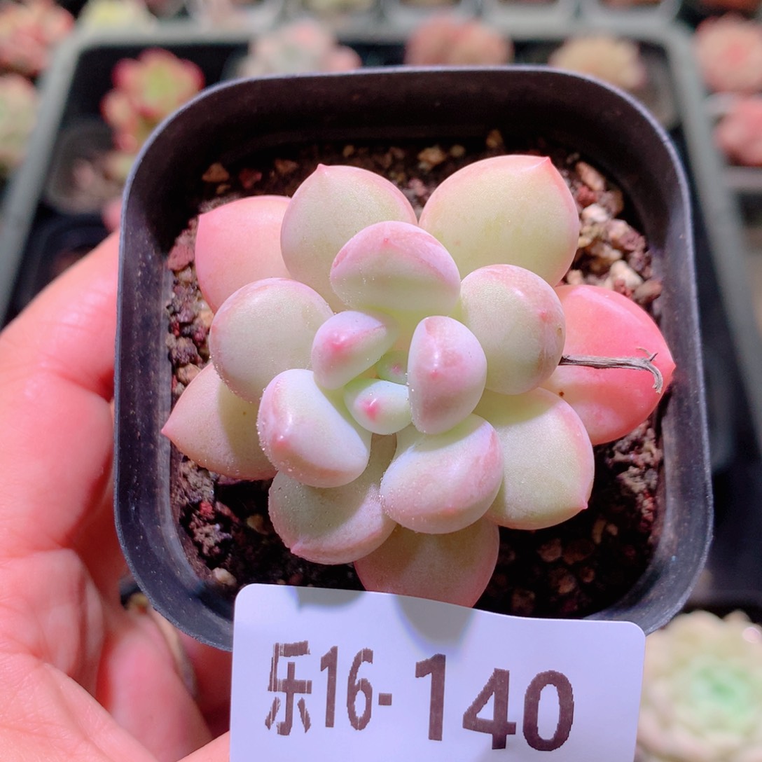 乐然16-140 泡泡糖 