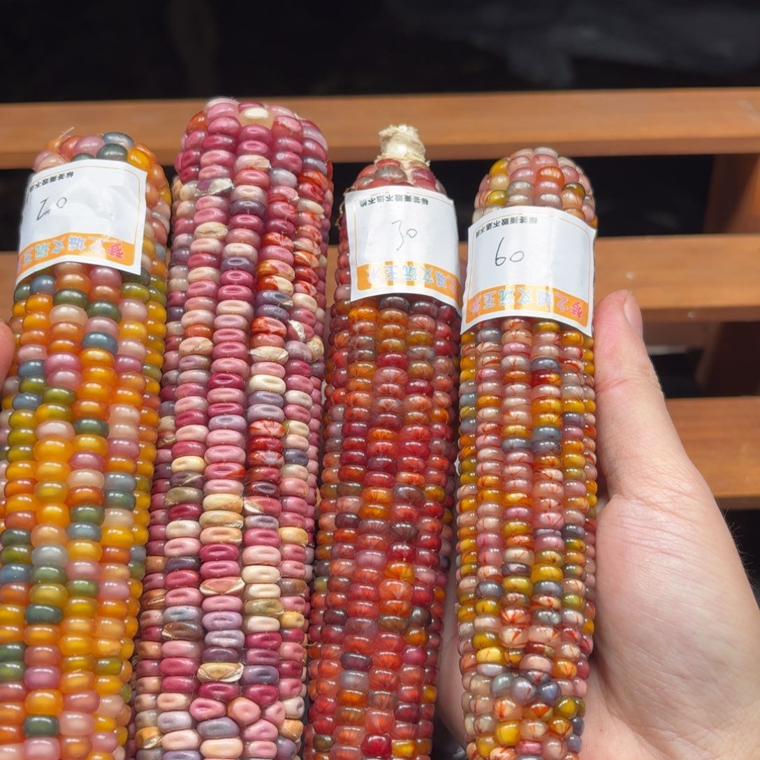 夏***末七彩宝石文玩玉米