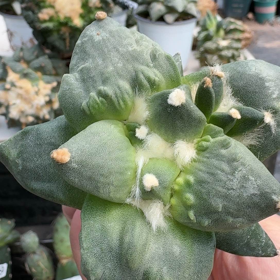 【闪购商品】无花朵汇**浦怒涛931