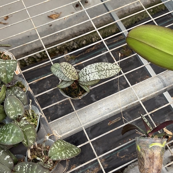 当前无花栽培后可以开花银叶西1.7寸根少