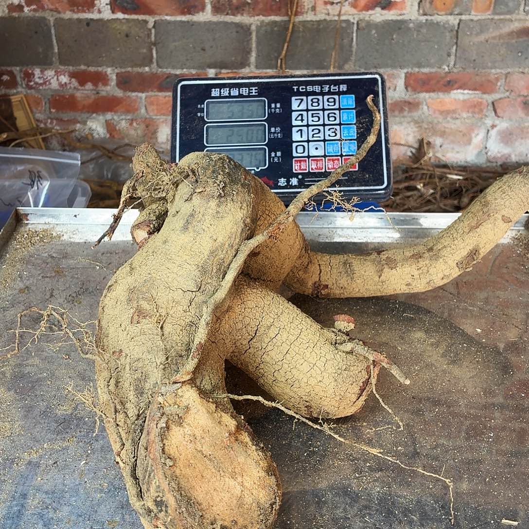 有***天中国大陆广西野生藤杜仲鲜货