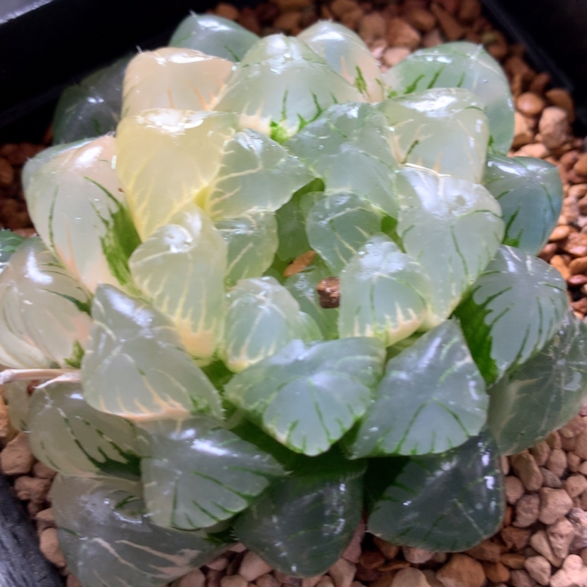 【闪购商品】253实生玉露