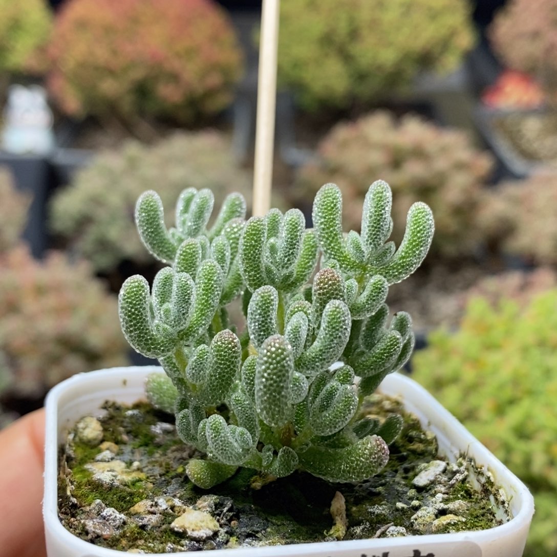 优选冰晶0433枝干番杏