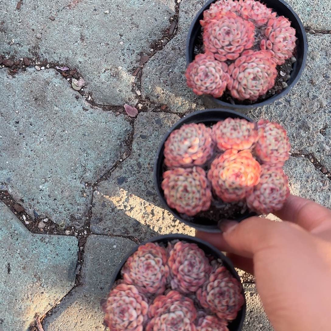 蓝吉莲特价多肉植物