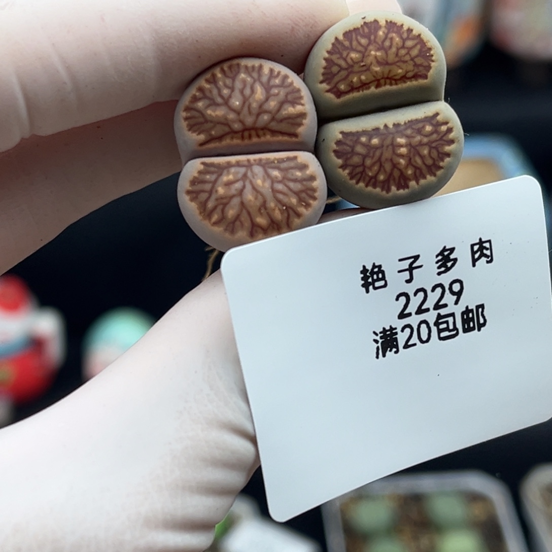 2229号两颗纹路菊好好看