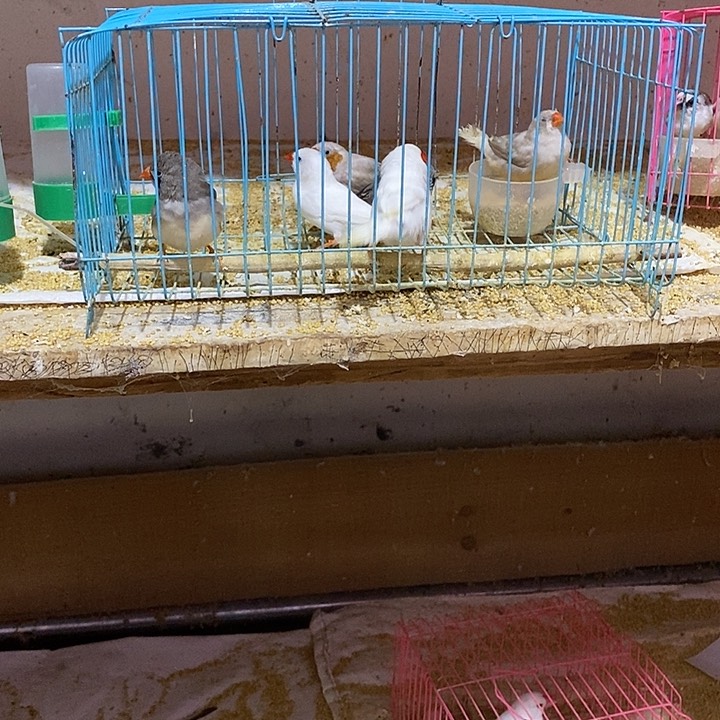 文鸟平**仔珍珠灰白驼各一对，包活到家