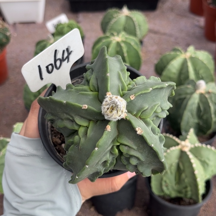 红***桃1064实生好养核桃皮实