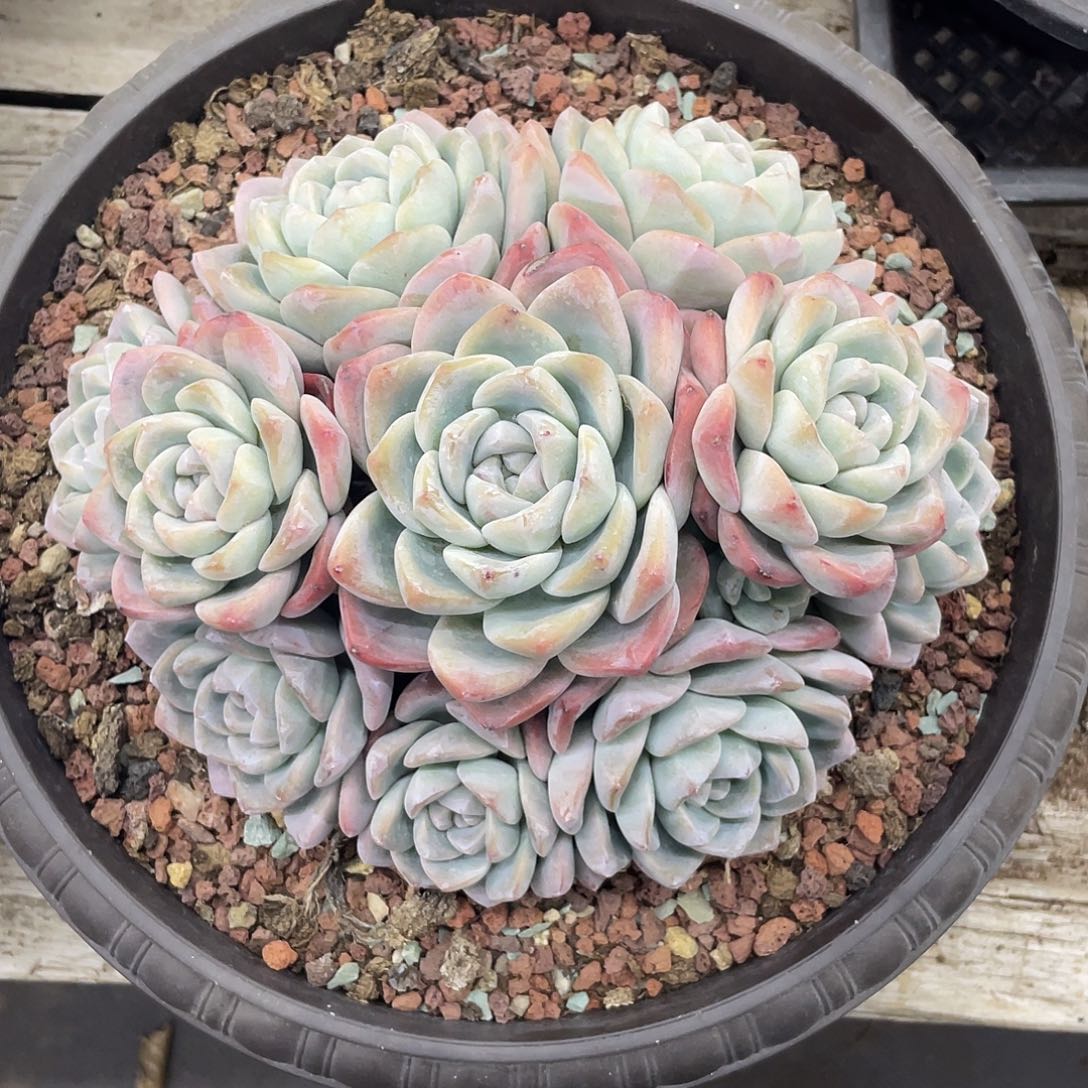 11头大冰玉群生，冠幅约18cm