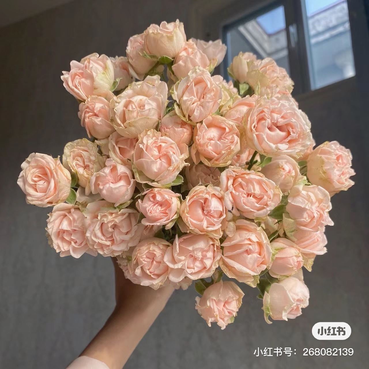 稀有【浪漫泡泡10枝】20%不售后，三扎顺丰冷链包邮