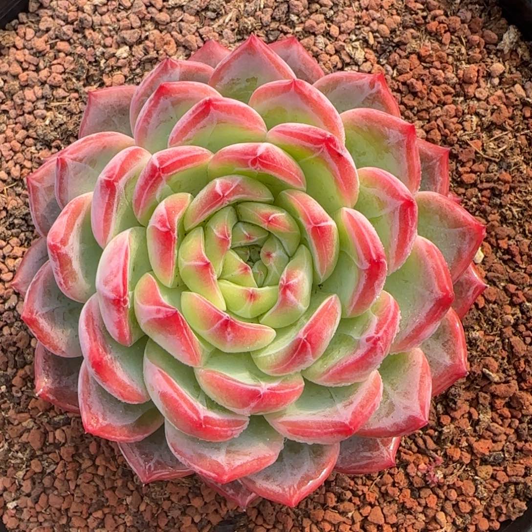 从前慢花园精选多肉大红鸾