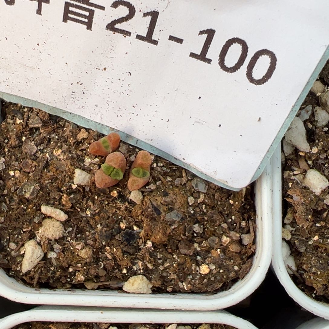 21-100火柴头多肉植物，