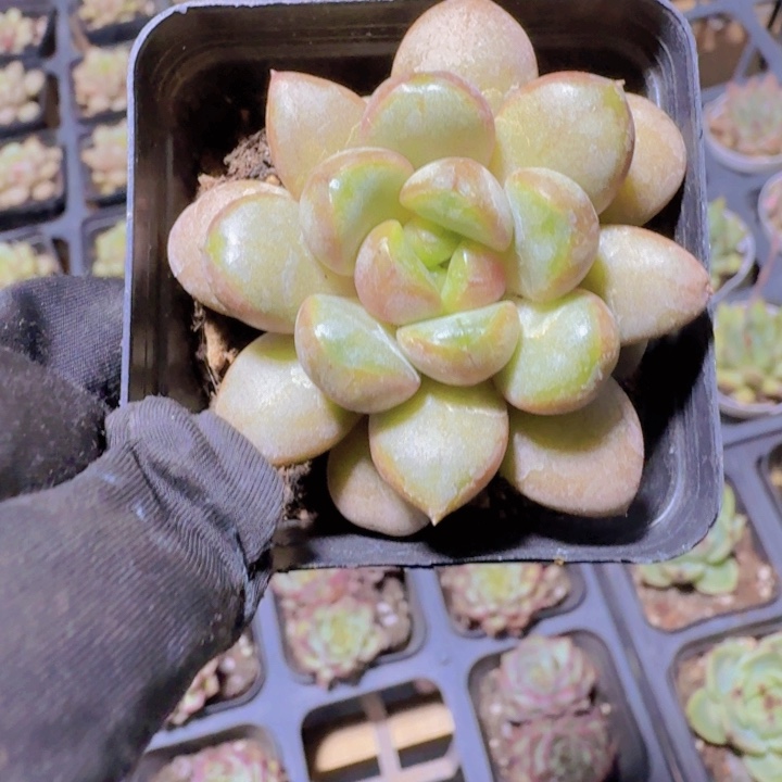 精品葡萄多肉植物