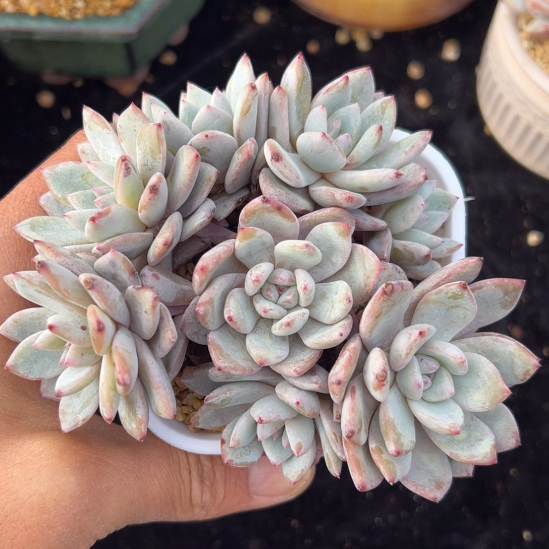 新年快乐 新年快乐