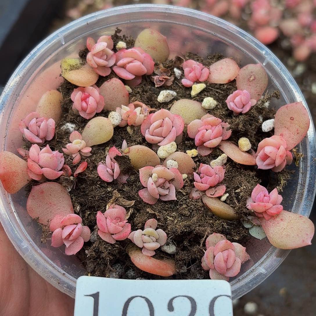 多肉植物多肉植物1030