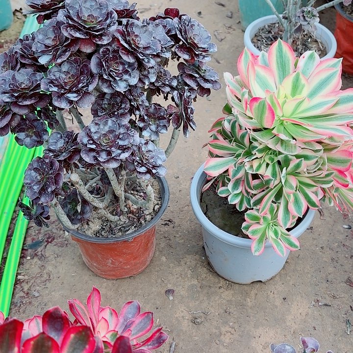 千****黑圆叶和粉女巫111111