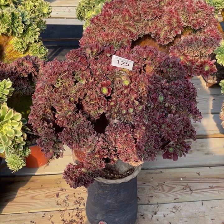 125号玫瑰法师朵朵微瑕