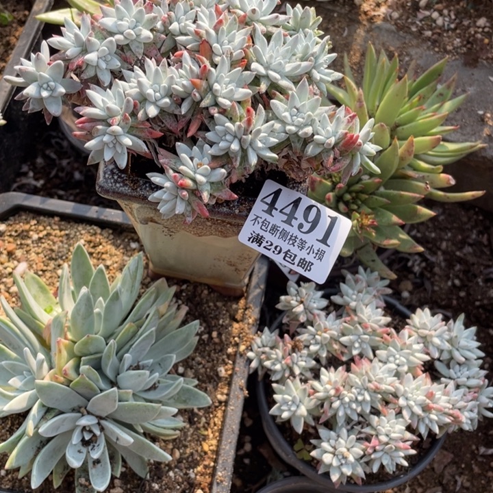 491号白菊多肉植物微瑕疵