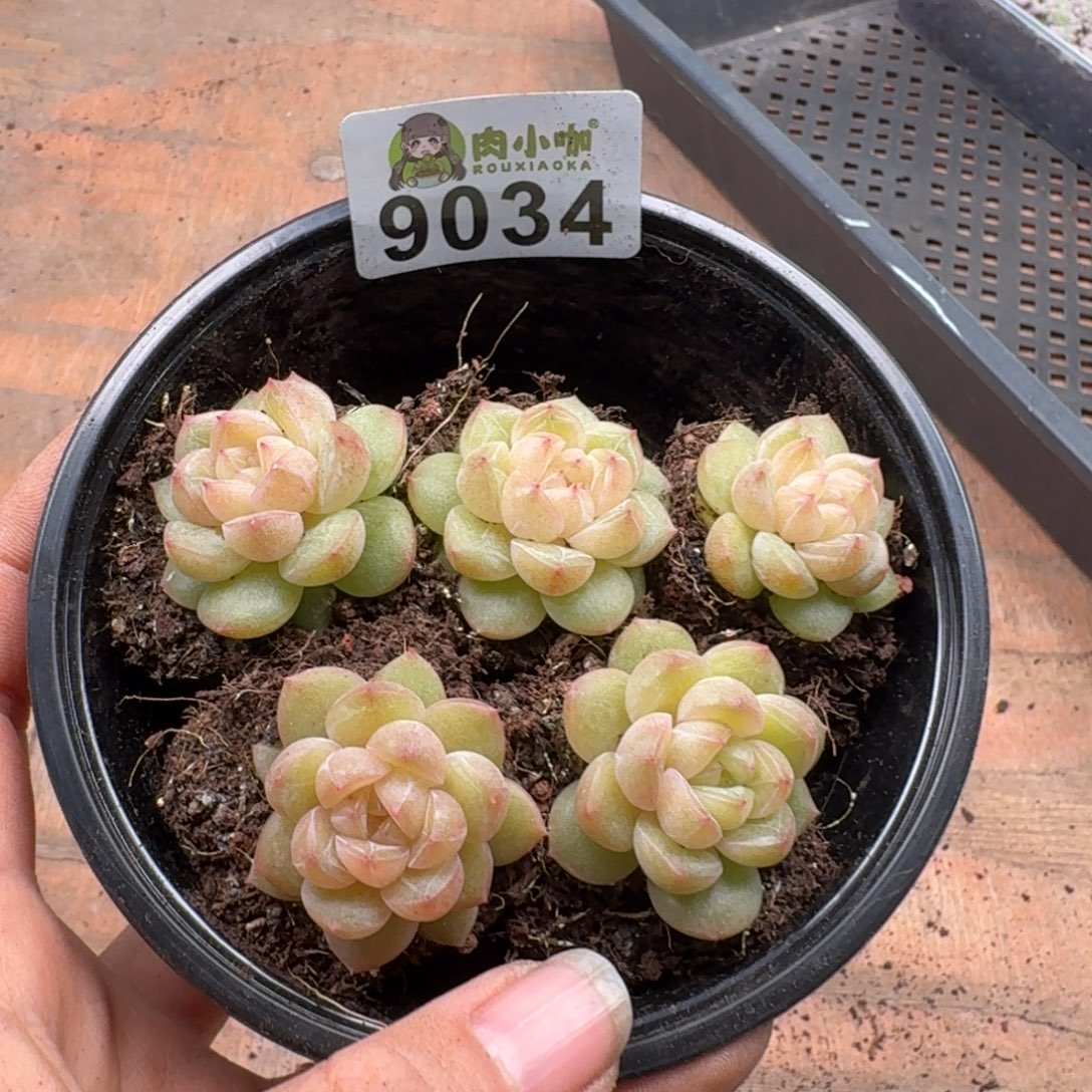 多肉植物多肉植物