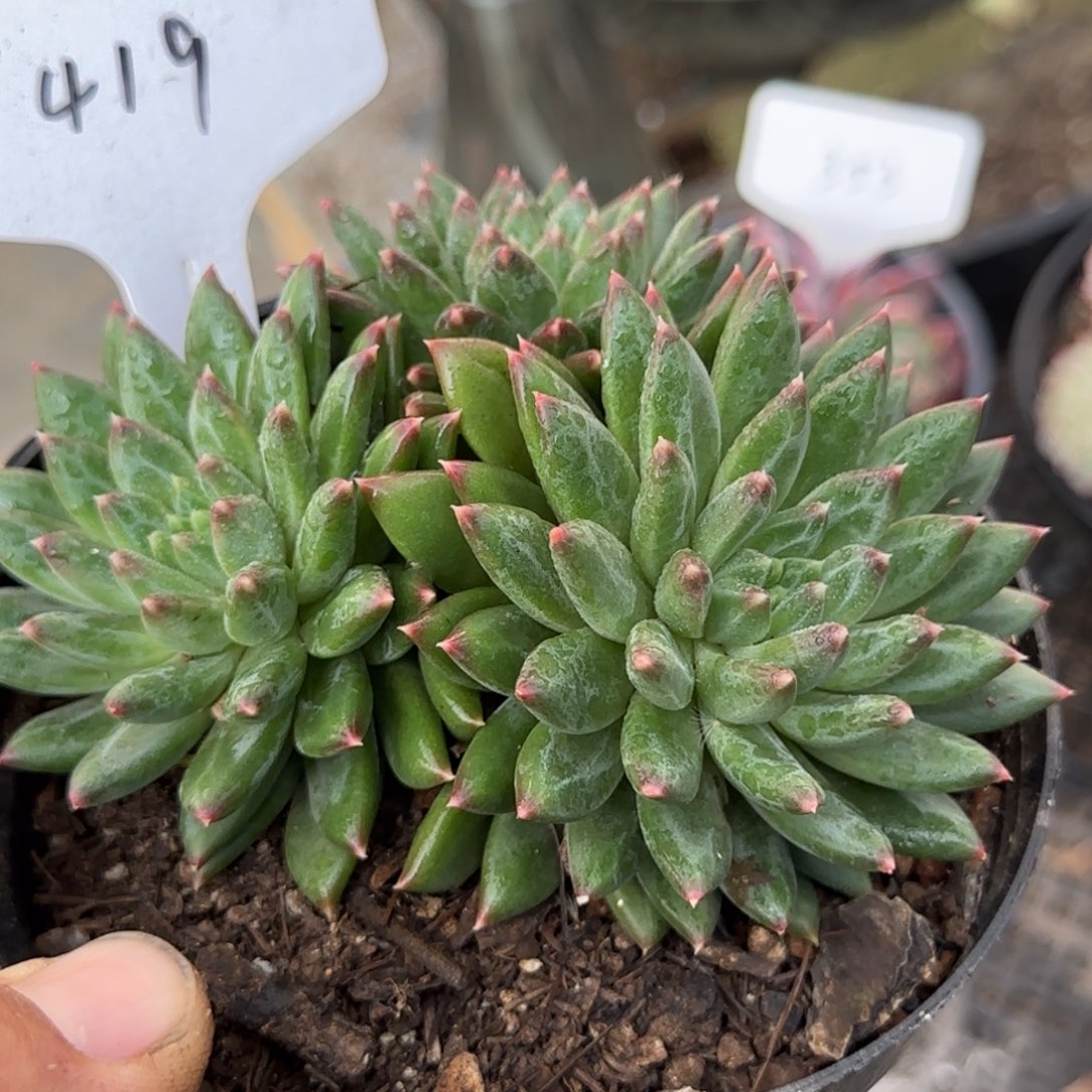 青花瓷惊鸿一物一拍包装收缩花旱419