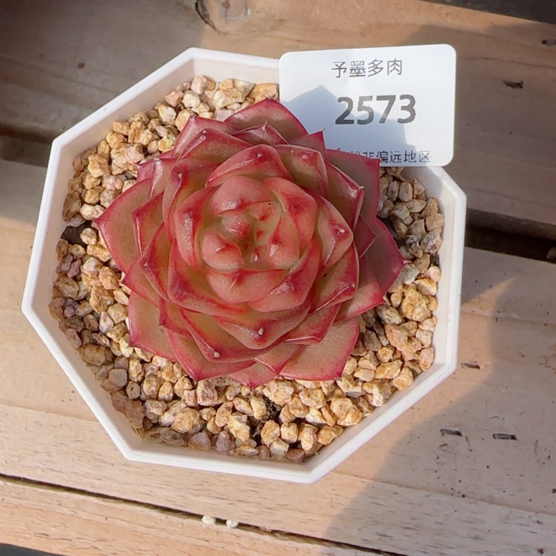 樱桃珍妮，2573多肉植物