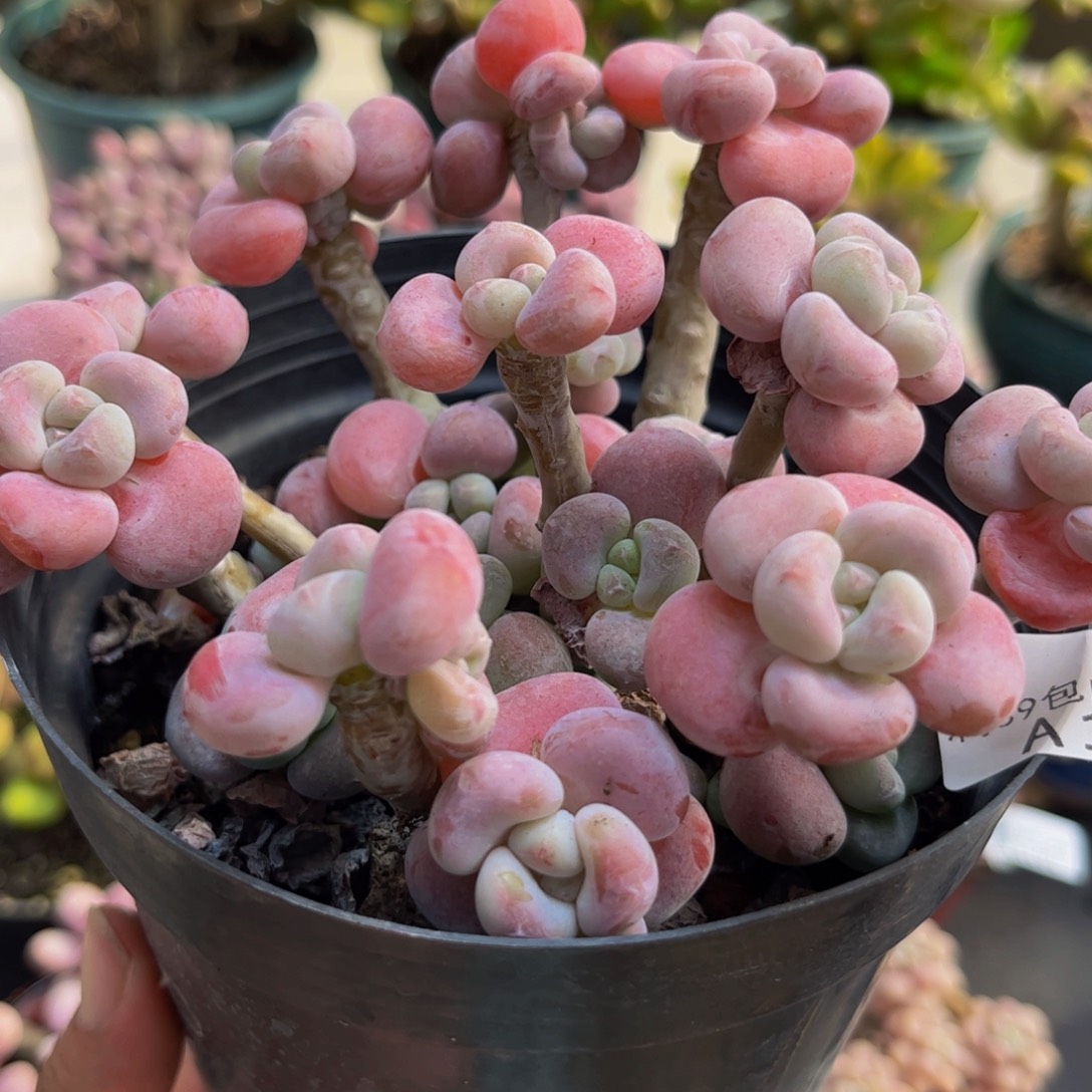 198腰子洛神12cm多肉植物