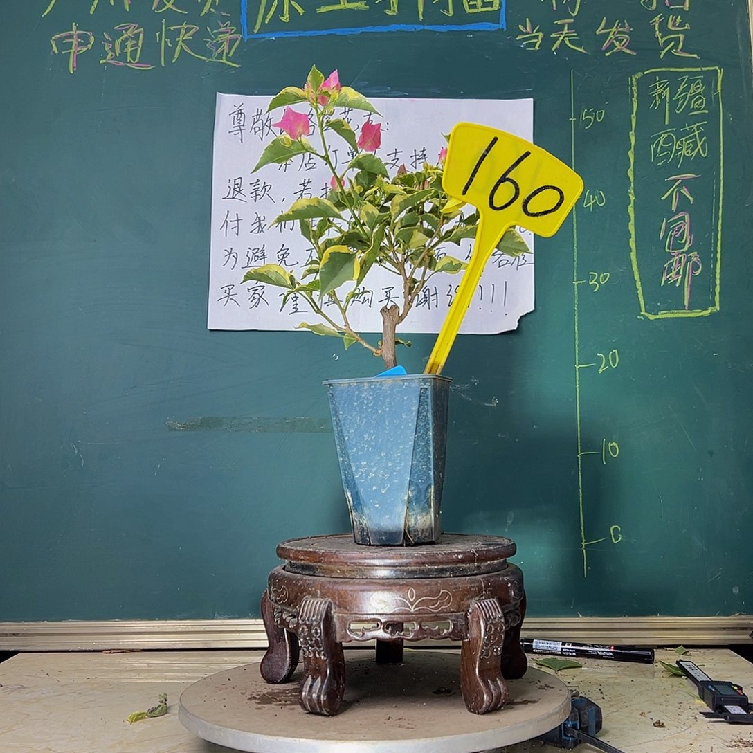 当前无花栽培后可以开花蜡染粉 方盆 160
