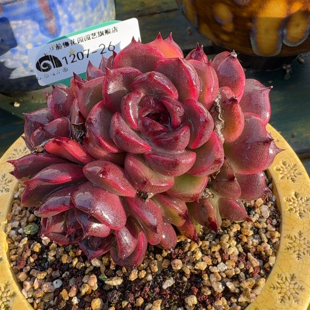 从前慢多肉精选编号1207.26