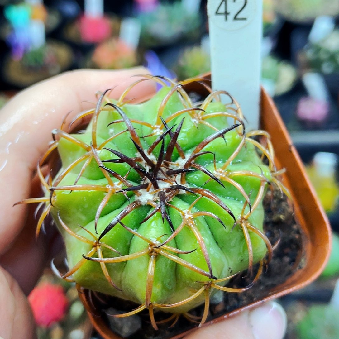 非偏远地区满25包邮仙人球