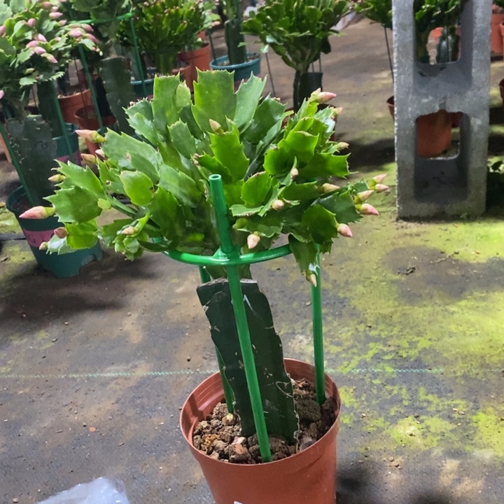 当前无花栽培后可以开花?033红索