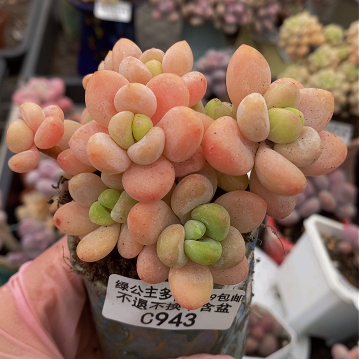 橘子香水lsq6cm943多肉植物