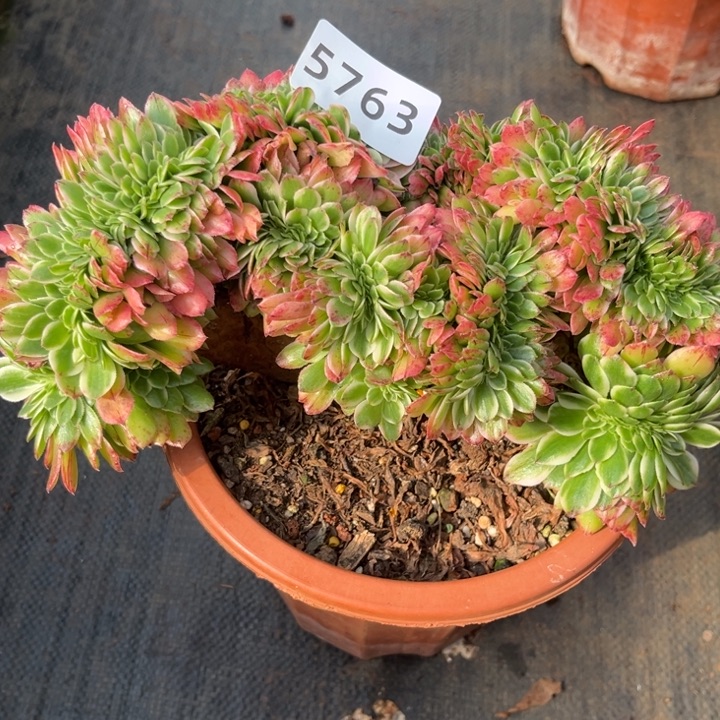 伊丽莎白多肉发货