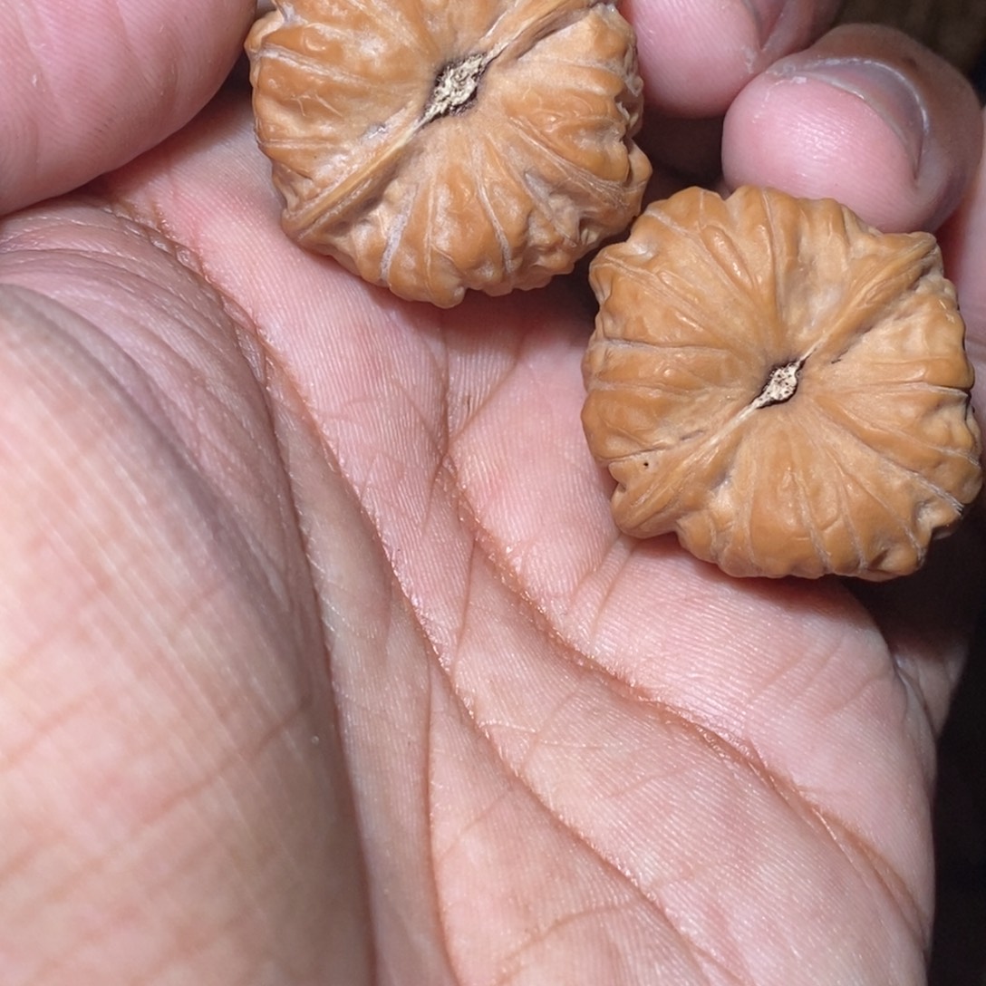 艾***.文玩核桃吊坠32尺寸全品无修门头沟元宝